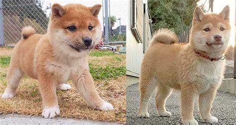 55+ Shiba Inu Miniature Poodle Mix - l2sanpiero