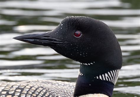 Common Loon Bird Laura Erickson S For The Birds