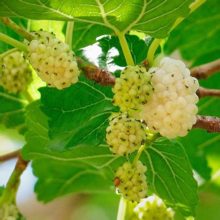 Semillas de morera blanca Morus alba árbol de hojas de moral