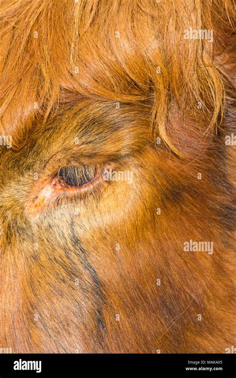 Cow eyelashes hi-res stock photography and images - Alamy