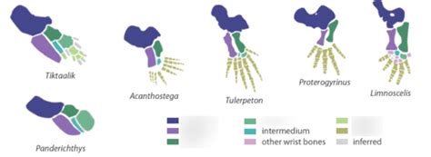 Diagram Of Fin To Limb Evolution Quizlet