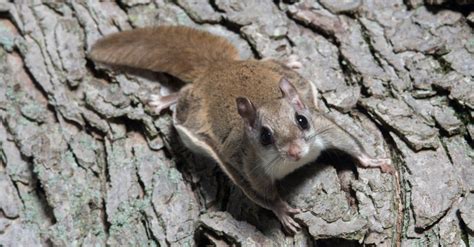 How To Care For A Baby Flying Squirrel Celeste Lanham