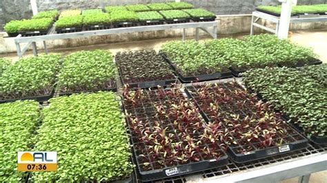 Processo De Cultivo Sem O Uso De Agrotóxicos - Vídeo: Conheça os modelos de produção de hortaliças sem uso de ...