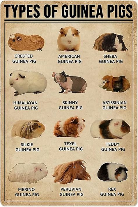 Types Of Guinea Pigs With Pictures Atelier Yuwaciaojp