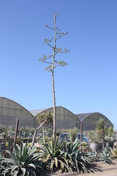 Agave Cactus Flower