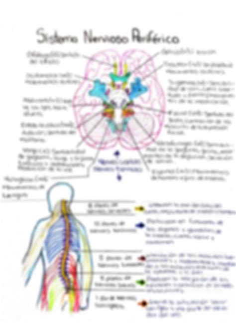 Solution Sistema Nervioso Central Y Perif Rico Nervios Craneales Y