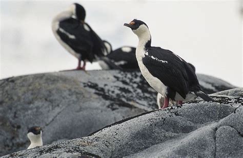 Top 10 Spectacular Birds of Antarctica