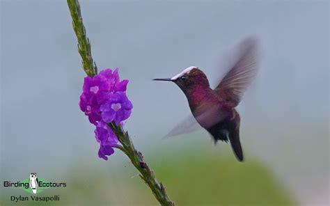 Nectar-feeding Birds | Learn some amazing info with Chris