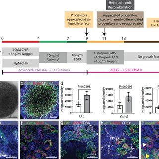 Collagen Fibril Accumulation In Organoids Tem Showing Arrangement Of