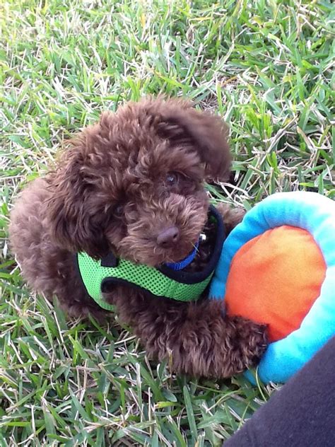 Quincy the most beautiful chocolate Toy Poodle Toy Puppies, Cute Puppies, Dogs And Puppies, Cute ...