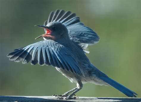 Pinyon Jay Study - East Cascades Audubon Society