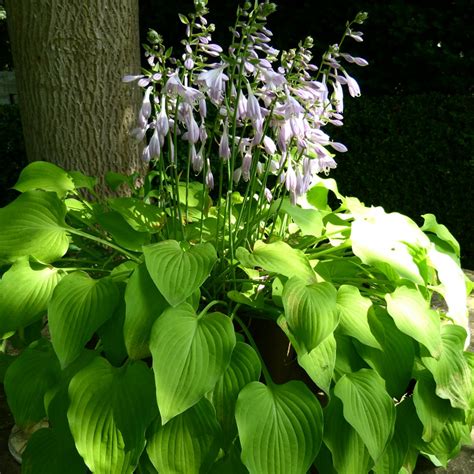 Hosta X Fortunei Albopicta