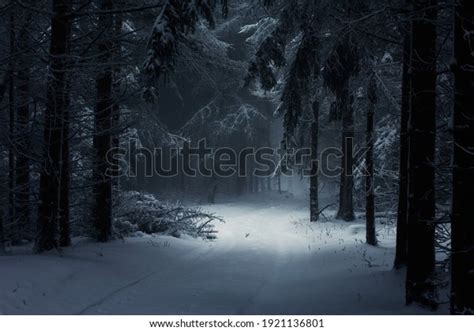 5,950 Dark Snowy Woods Stock Photos, Images & Photography | Shutterstock