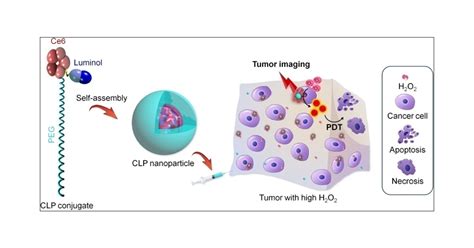 Hydrogen Peroxide Activatable Nanoparticles For Luminescence Imaging