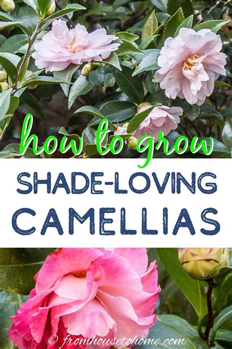 Camellia Care Guide How To Grow Gorgeous Camellias In Your Garden