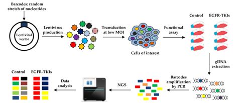 Lentiviral Barcoding A Lentiviral Barcode Library Is Generated