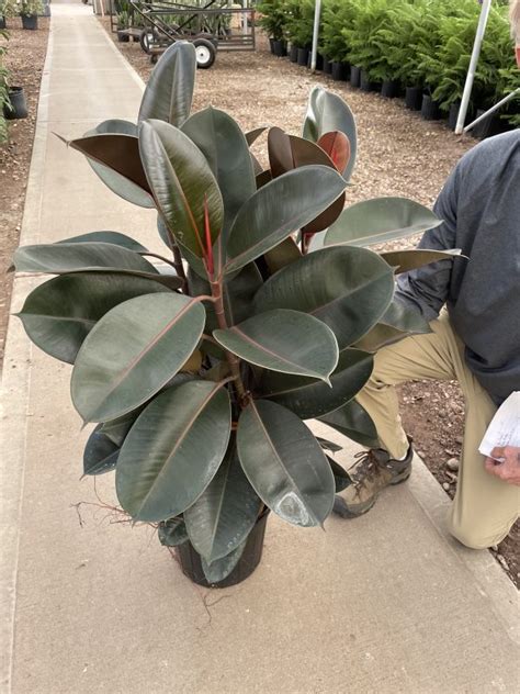 Ficus Burgundy Bush Ppp Tri State Foliage In House Availability