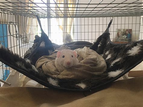 pet rat cages finding  perfect palace  pet rats