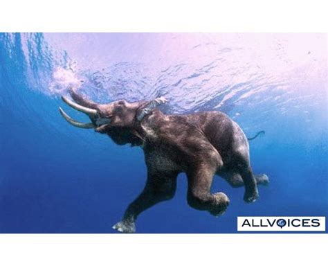 Swimming elephant | Swimming with elephant | Swimming elephant at Andman island | Swimming with ...