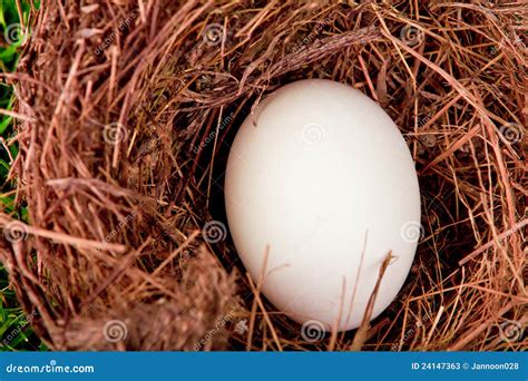 Ovos No Ninho Na Grama Verde Imagem De Stock Imagem De Presente