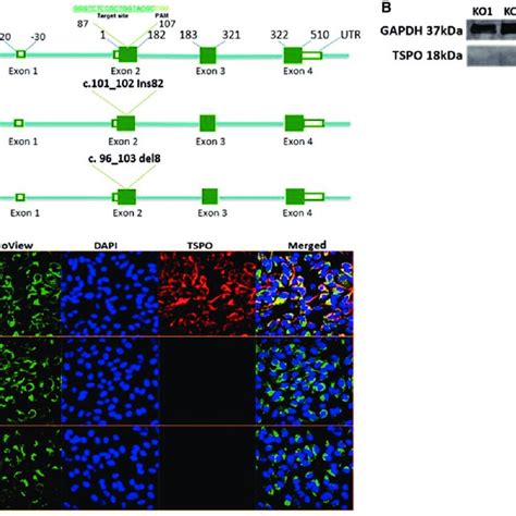 TSPO Localization In ARPE 19 Cells ARPE 19 Cells Were Incubated With