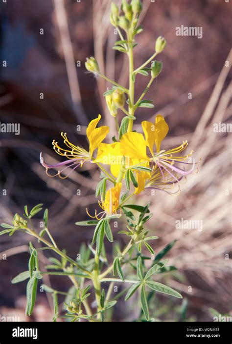 Namibia national flower hi-res stock photography and images - Alamy