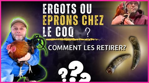 Comment Retirer Les Ergots Ou Eperons Dun Coq Comment Et