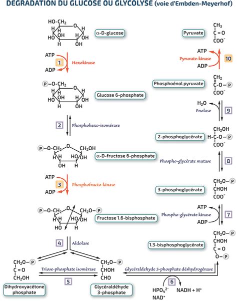 Le métabolisme Glycolyse 4 RN Bio