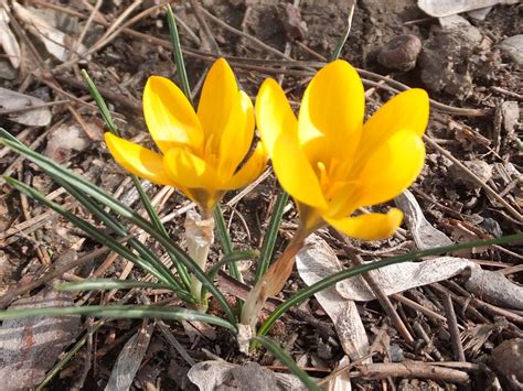 Шафран жёлтый (102 фото) » НА ДАЧЕ ФОТО