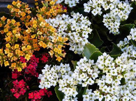 Canguçu Em Cores Ii Flor Da Fortuna Calanchoê Kalanchoe