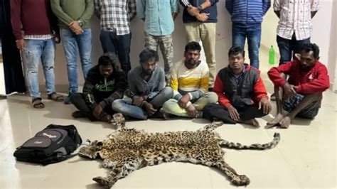 Leopard Skin Seized In Odishas Kalahandi Six Arrested