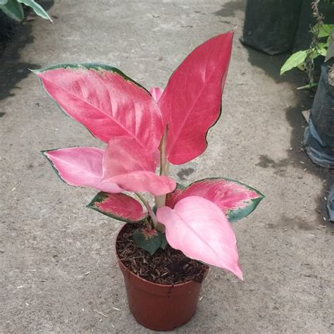 Jual Tanaman Aglaonema Red Majesty Di Lapak Alamanda Bukalapak