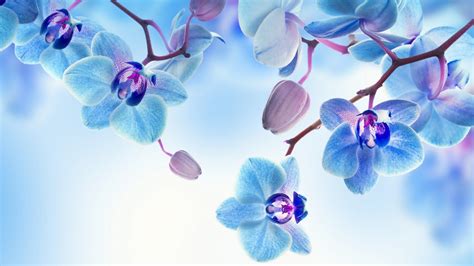 Purple Orchids Wallpaper