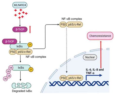 Activation of the βTrCP IκBα inflammation axis limits the sensitivity