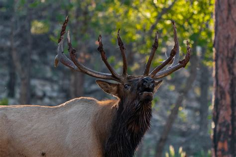 Rocky Mountain Elk Kaibab National Forest Az Richard Flickr