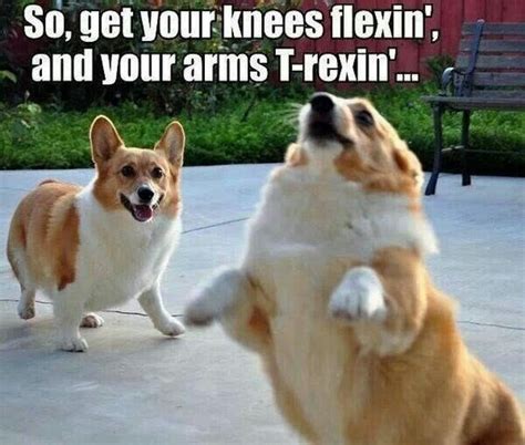 22 Funny Corgis That Are Here To Put A Smile On Our Face Page 2 Of 2