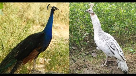 Indian Black Shoulder Peacock Vs Indian Peahen Calling Sounds Youtube