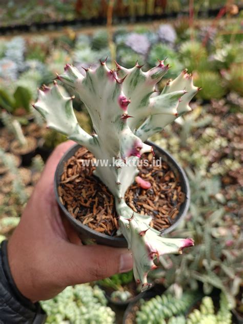 Euphorbia Bone Lactea Euphorbia Lactea White Ghost Euphorbia