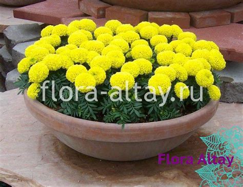 Бархатцы прямостоячие Yellow | Flora Altay