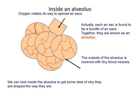 Ks Biology The Breathing System Online Presentation