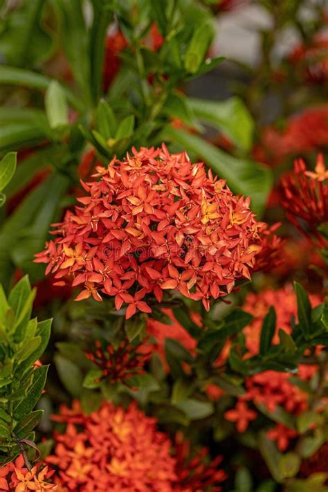 Chinese Ixora Plant Flower Stock Photo Image Of Petal 238167286