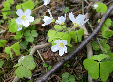 Oxalis acetosella. Forest flower. 19867253 Stock Photo at Vecteezy