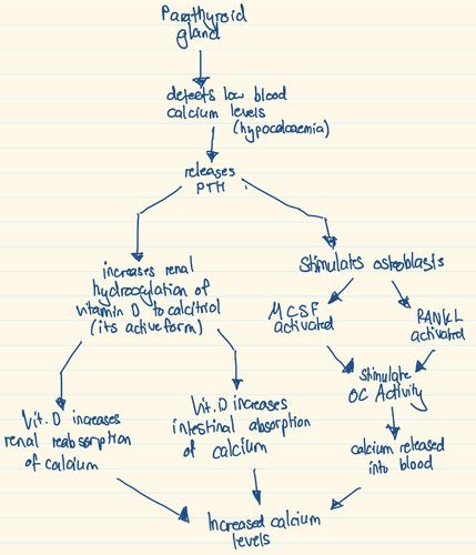 Calcium Homeostasis Flashcards Quizlet