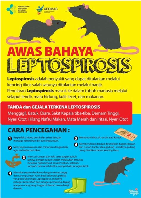 Wabah Leptospirosis Di Jawa Timur Menginfeksi Jiwa Penderita