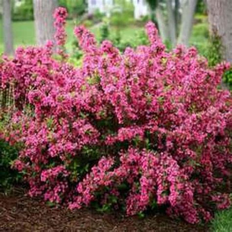 Weigela Shrub For Sale Online | Plantly