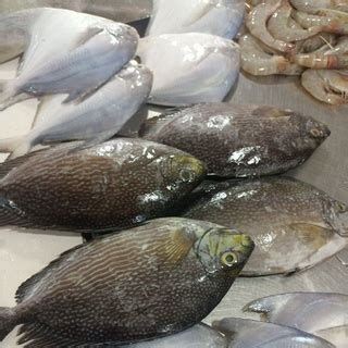 Jual Ikan Baronang Segar Kg Shopee Indonesia