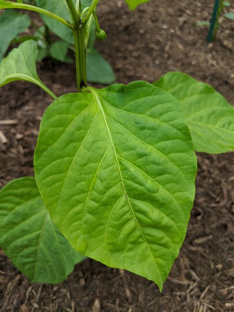 Too much water? Yellow veins, leaves are not dark green. Or nutrition