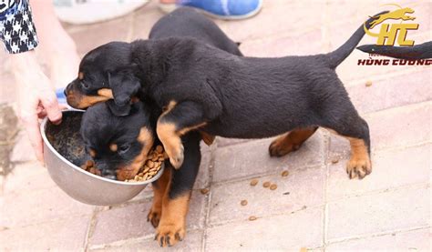 Chó Rottweiler Thuần Chủng Đặc điểm Tính Cách Nguồn Gốc