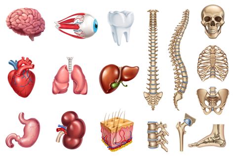 Skeleton And Organs Diagram