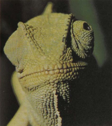 Reptiles Of The World Common Chameleon Gans Collections And